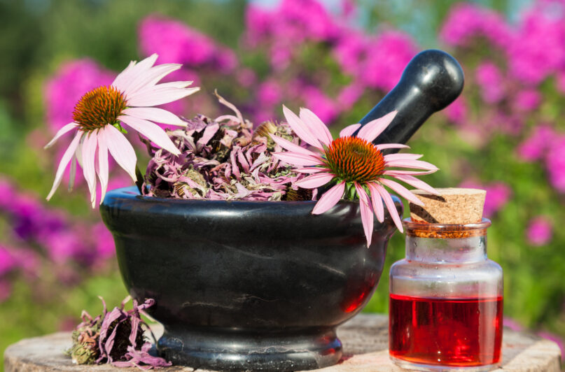 Třapatka je echinacea